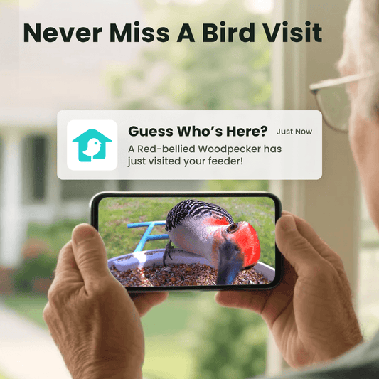 Birdfy Feeder - AI-Powered Smart Bird Feeder with Camera
